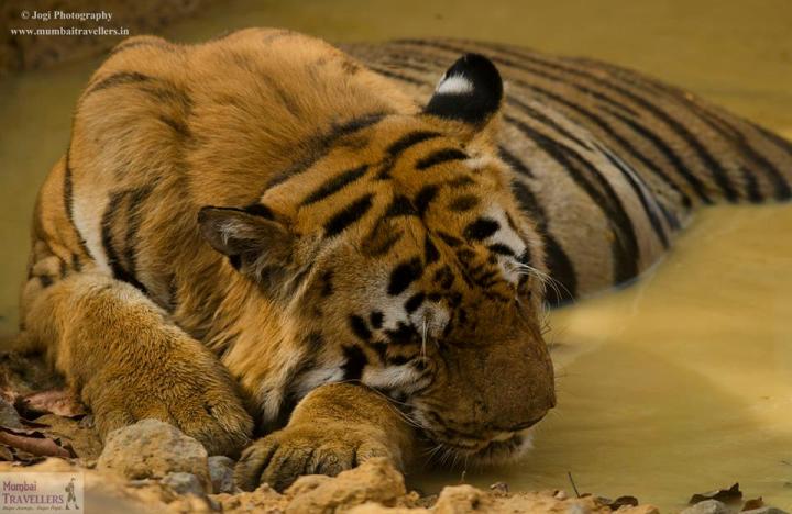 Facts about Bengal Tigers you might not know - Bandhavgarh National Park