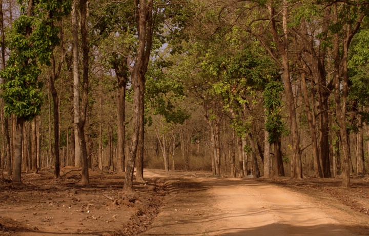 Pench National Park - Facts, Things to do, Places to stay, Travel tips