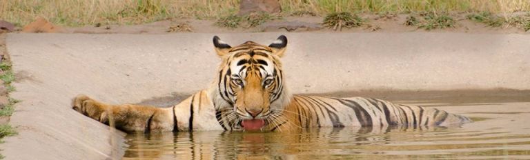 Facts about Bengal Tigers you might not know - Bandhavgarh National Park