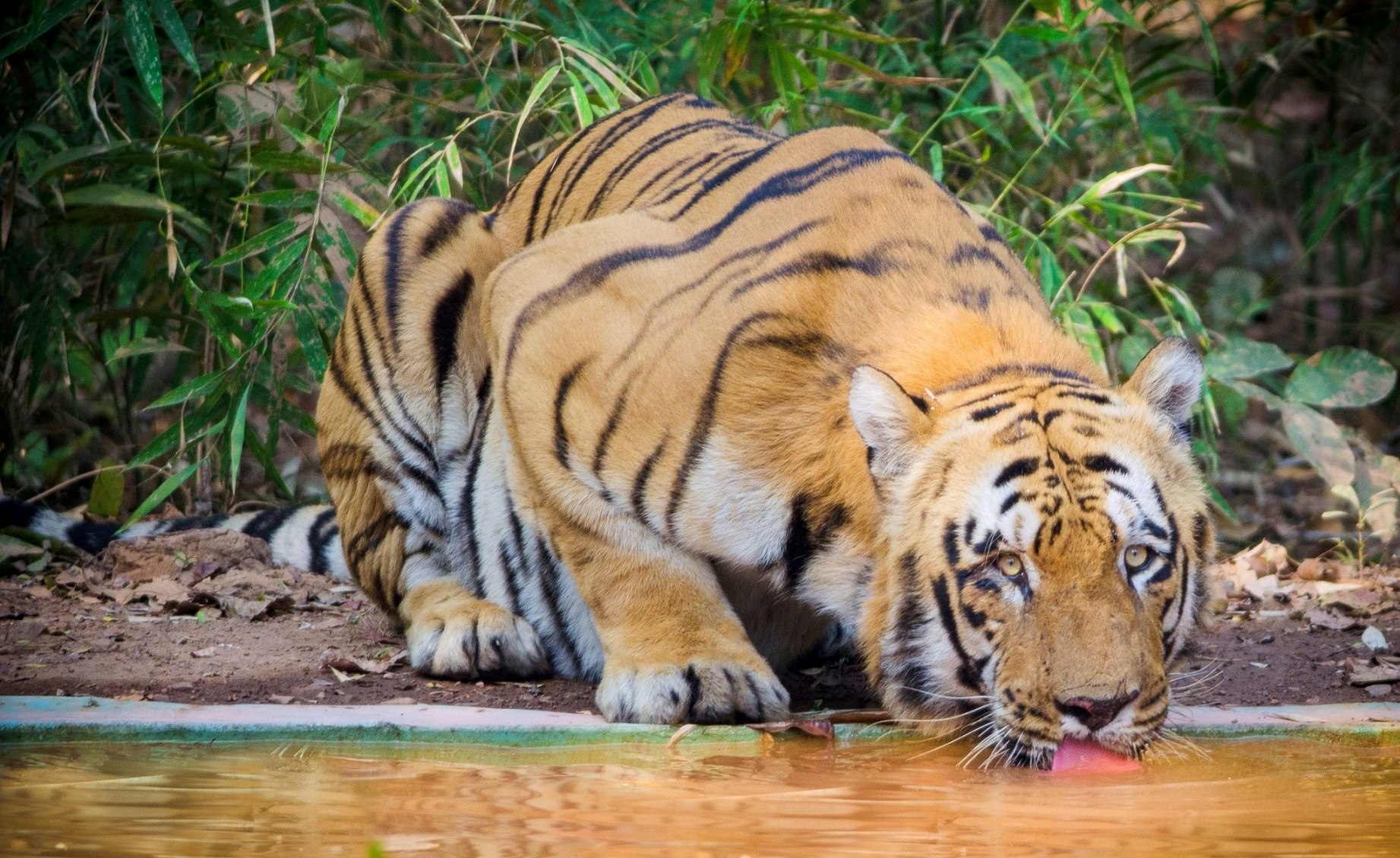 Pench Online Safari Booking Tour Package Jungle Safari   Waghdoh 