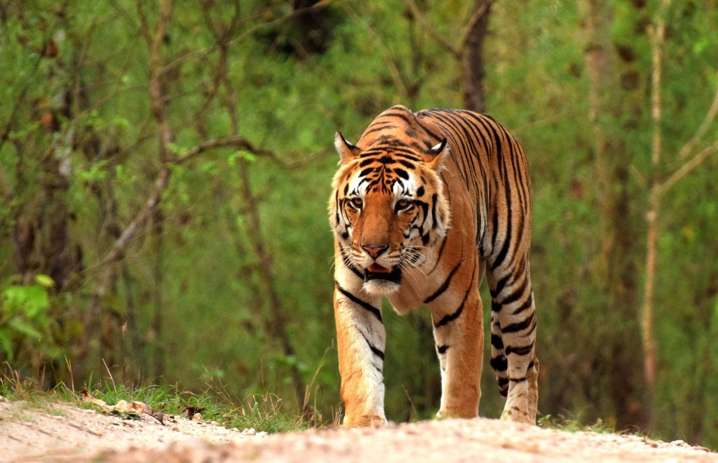 Where is the biggest bengal tigers?