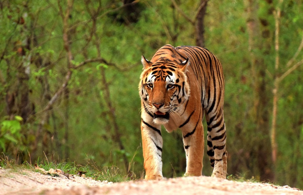 A grown-up male Bengal Tiger can size up to 420 pounds. They have